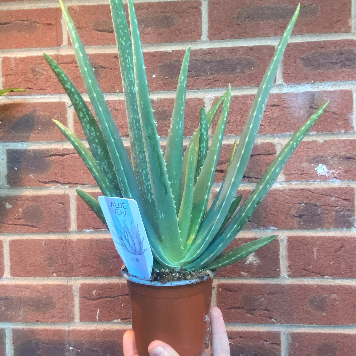 A hand holds a potted Aloe Vera in front of a red brick wall, displaying its long, spiky green leaves. A label in the soil identifies the low-maintenance plant as Aloe Vera.