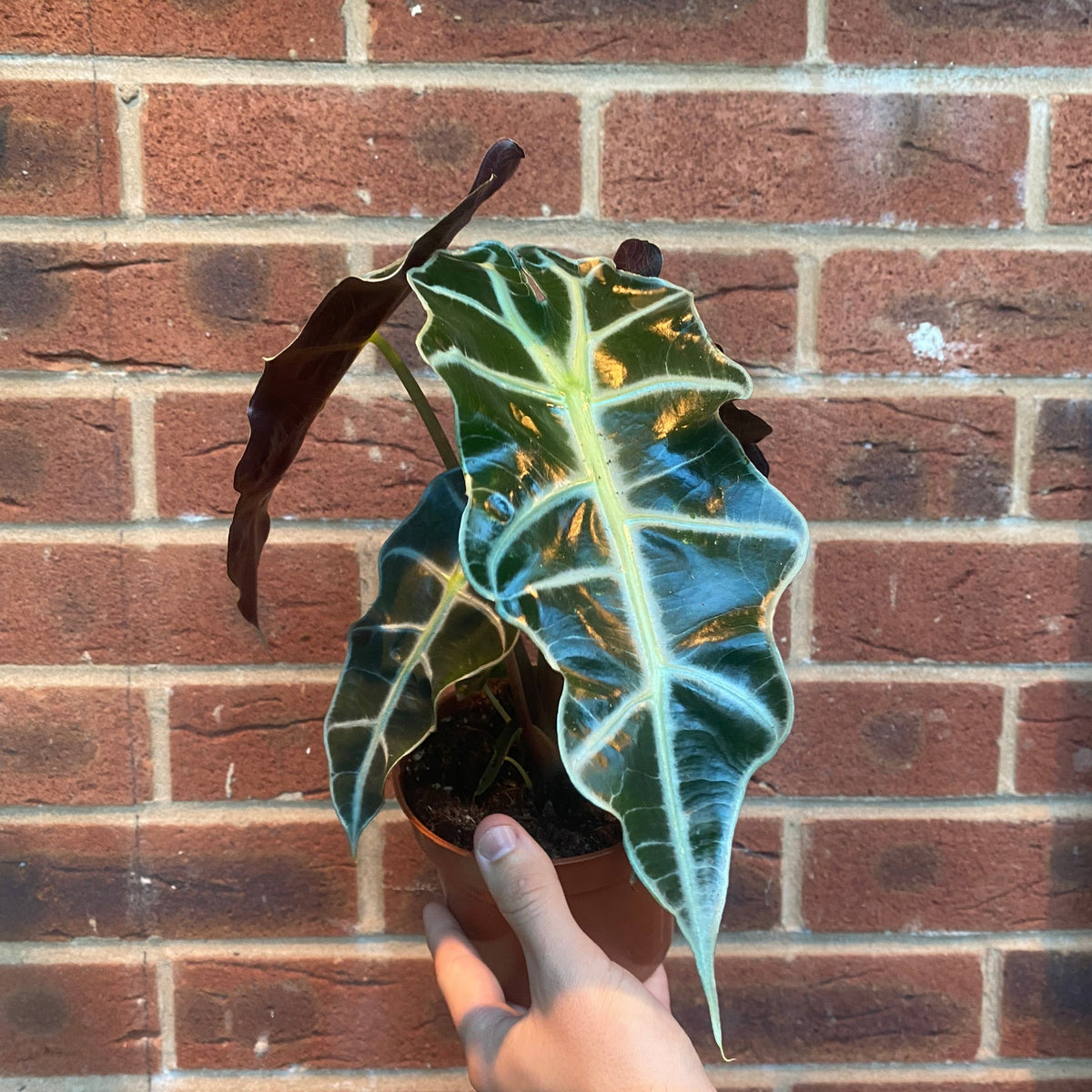 A hand holds an Alocasia (Elephant&#39;s Ear) 35-40cm, featuring large, dark green leaves with white veins—an eye-catching indoor plant set against a red brick wall.