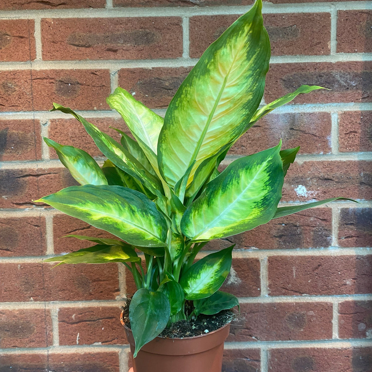The Dieffenbachia Camilla 30-35cm, with striking yellow-green leaves in a brown pot, sits before a red brick wall, bringing nature and style to the space.