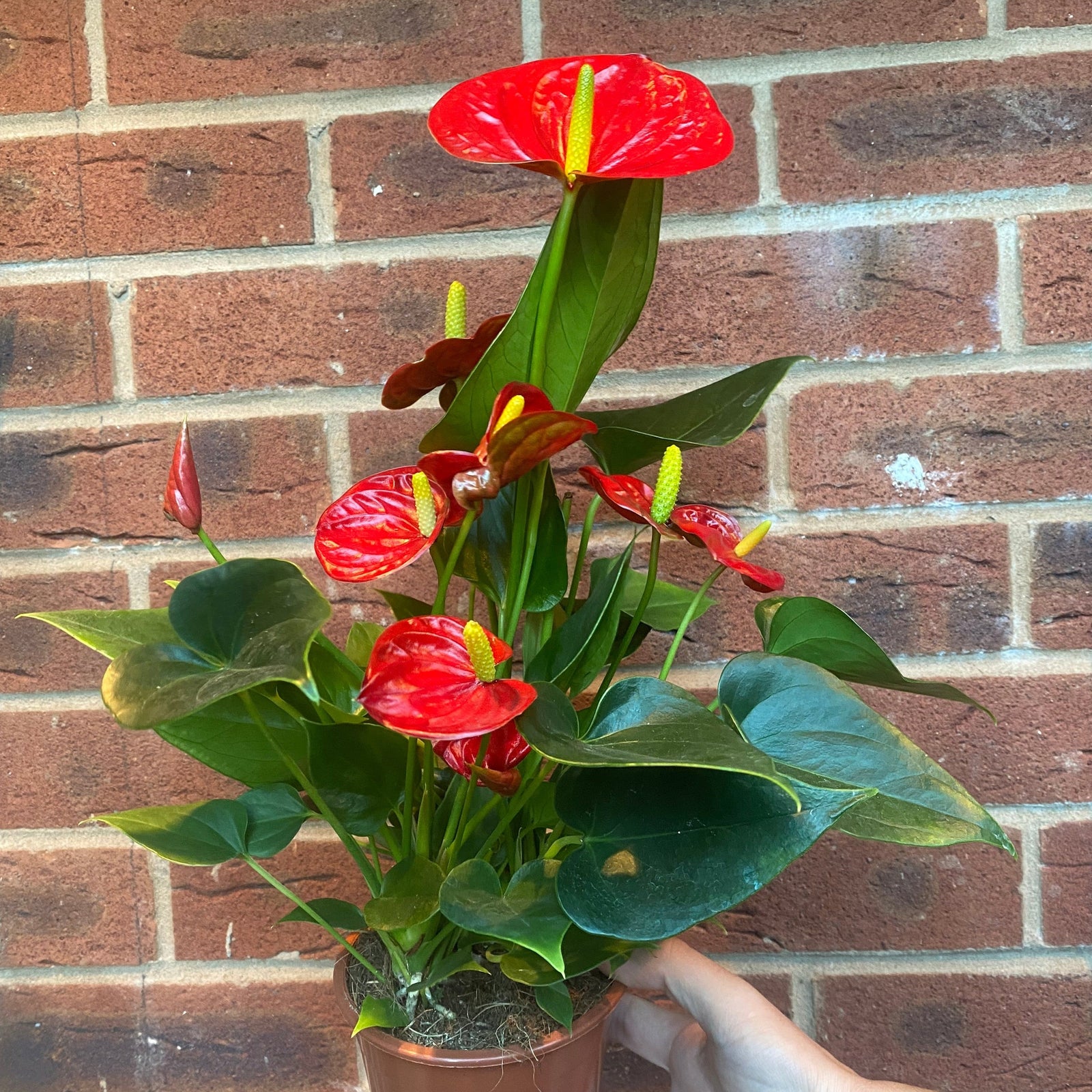 The Anthurium - Red 40-50cm features glossy green leaves and striking red, heart-shaped flowers in a white pot, set against a light gray textured background—an elegant, long-lasting addition to any space.