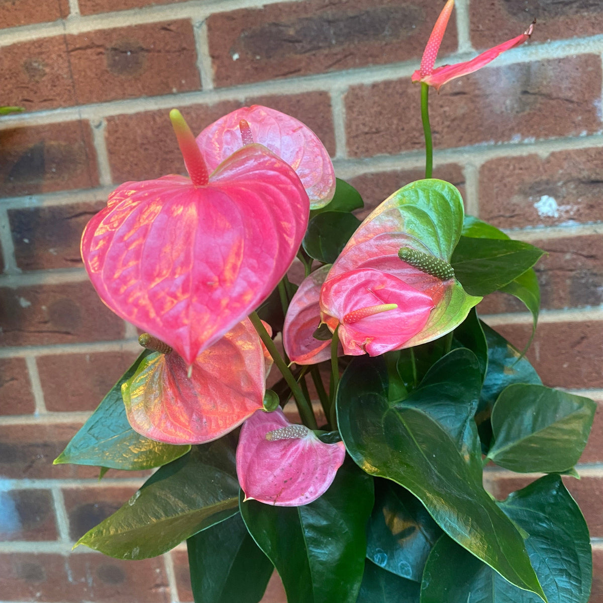 A close-up of an Anthurium - Candy Floss Pink house plant with glossy, heart-shaped blooms and dark green leaves, set against a red brick wall—perfect as an everlasting bouquet for your home.