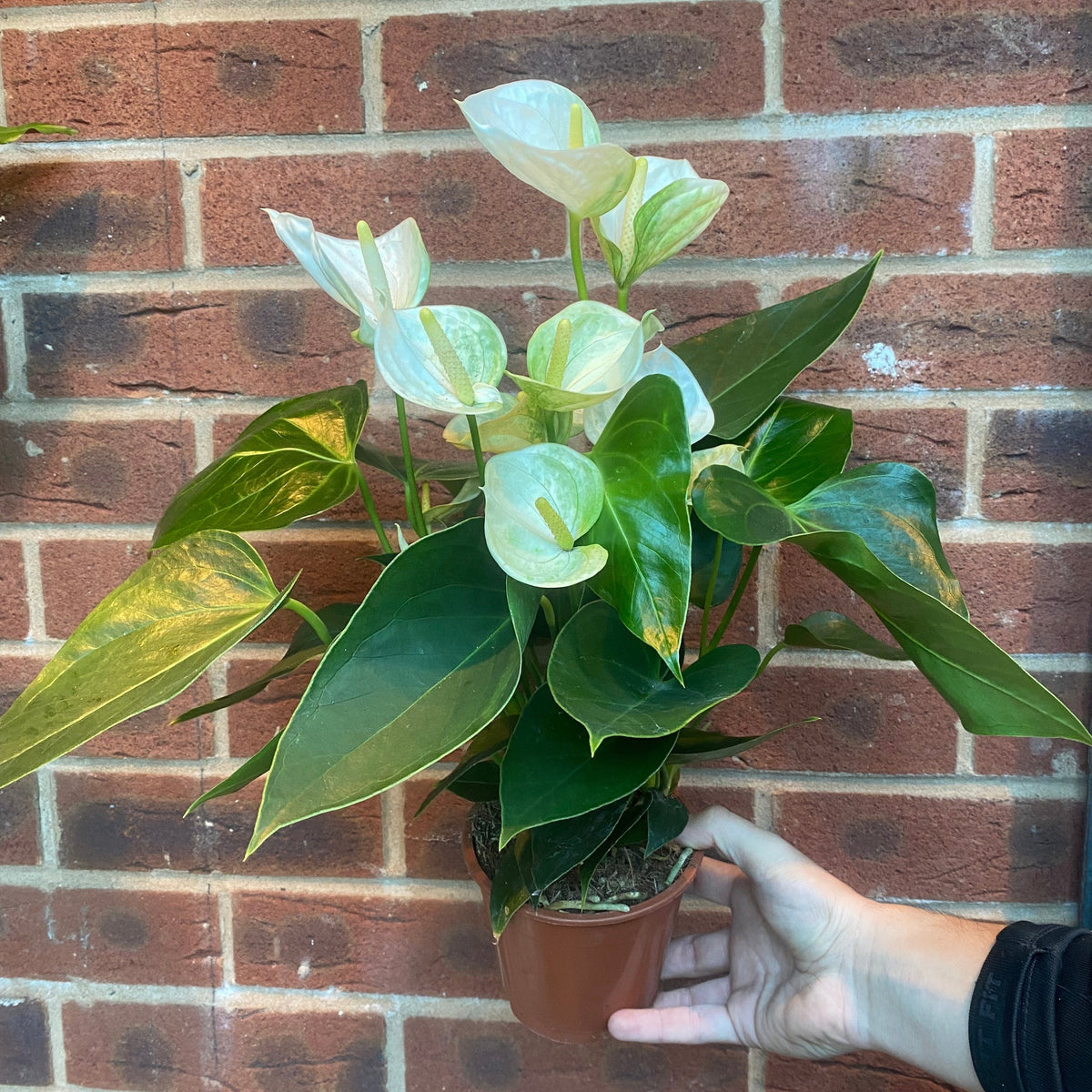 Anthurium - White 40-50cm