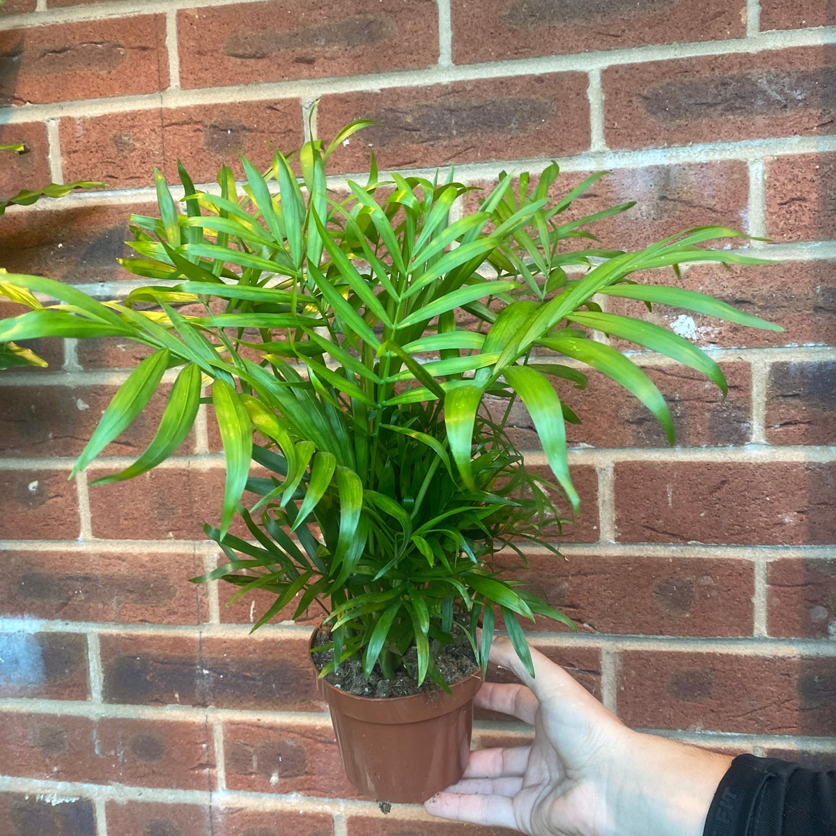 A hand holds a Parlour Palm 40-50cm in a pot before a red brick wall, highlighting its long, slender leaves—an ideal low maintenance, air purifying accent for any room.