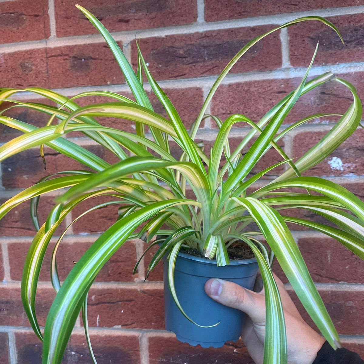 A hand holds a Chlorophytum variagata (Spider Plant) 25-30cm in a small gray pot, displaying healthy green leaves with white stripes, set against a red brick wall background.