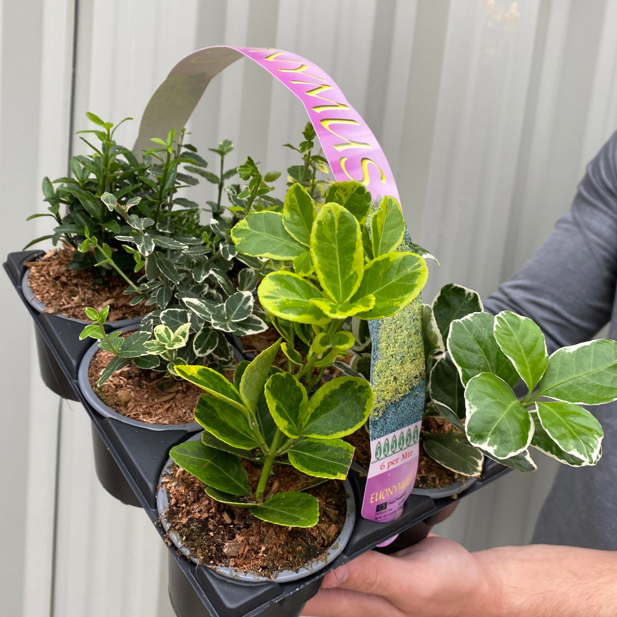 A person holds a tray of Euonymus Mix—six low-maintenance plants with green, variegated leaves in 9cm pots—beneath a pink label, against a light corrugated background.