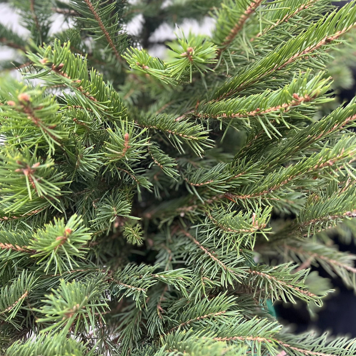 Close-up of dense, green Picea pungens &#39;glauca&#39; branches with thin, pointy needles. This 80-100cm Potted Real Christmas Tree brings a lush, textured look and is easy to grow, perfect for any space.