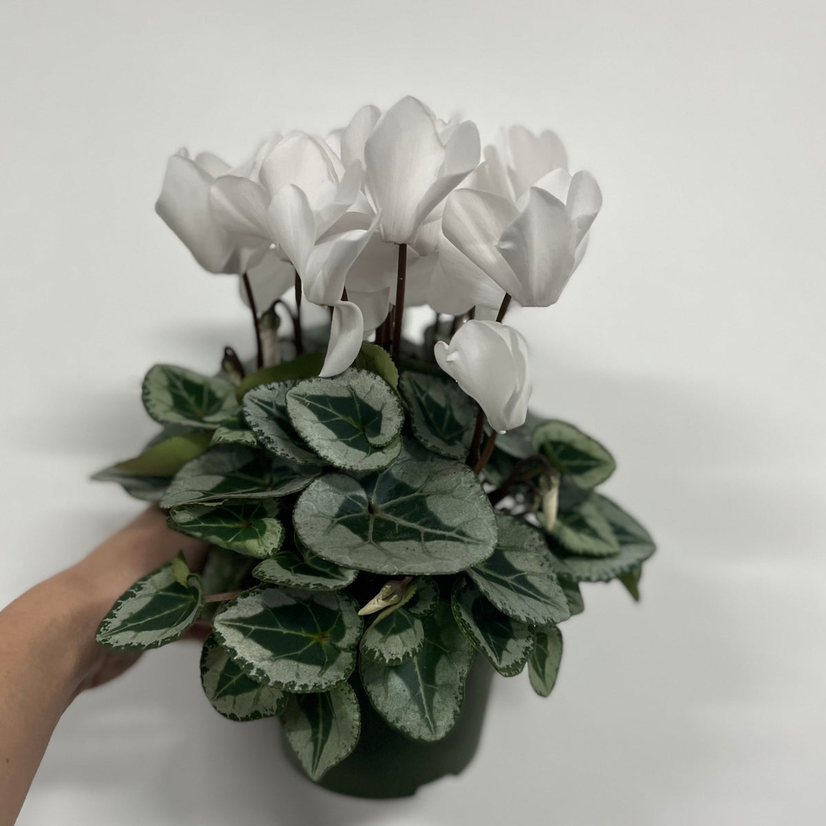 A hand holds Cyclamen White (9/13cm Pot), an elegant indoor plant with white flowers and green, heart-shaped leaves marked with silvery patterns, set against a plain white background.