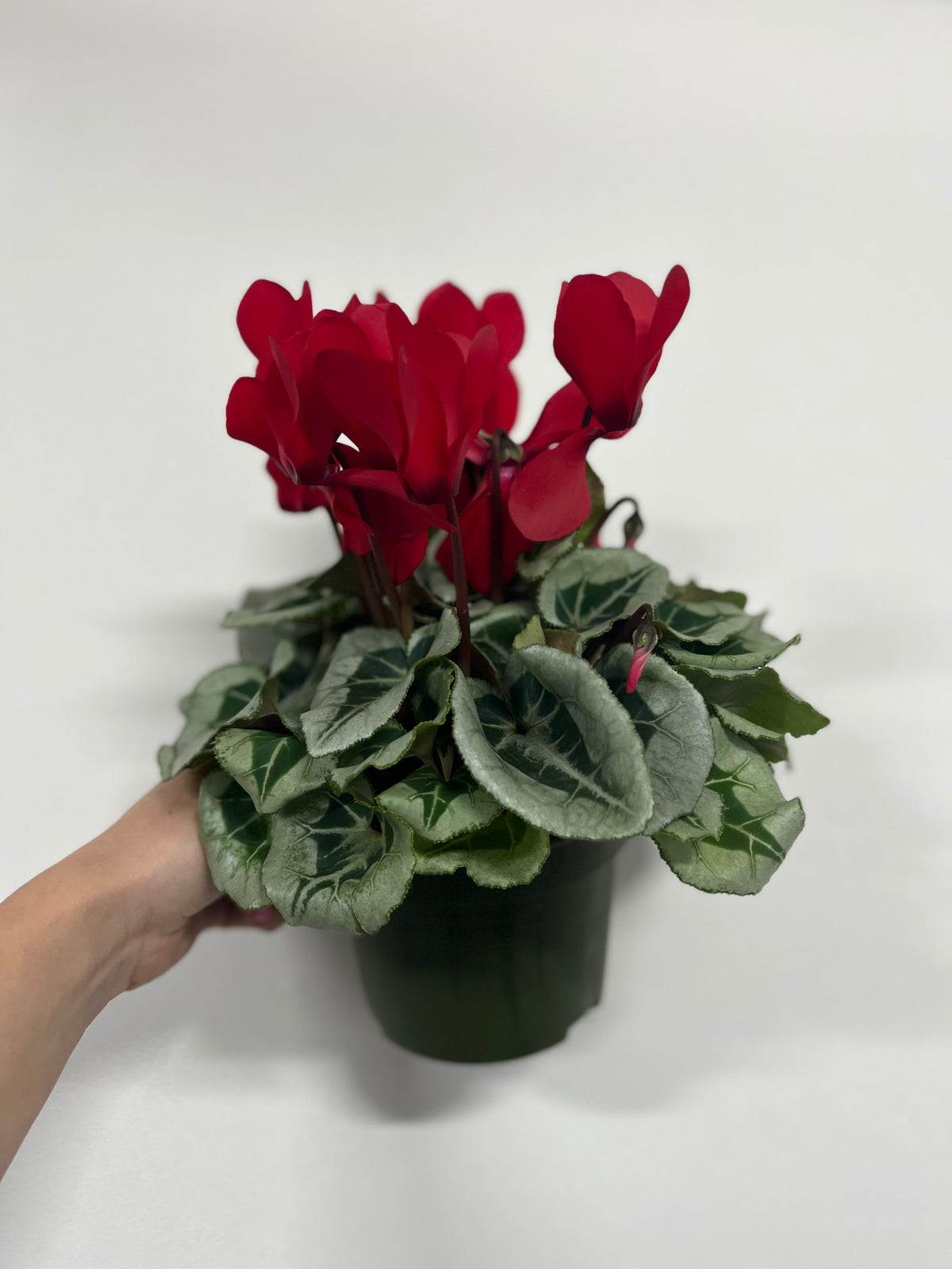 A hand holds a Cyclamen Red (9cm/13cm Pot Size), a popular windowsill plant with dark green, silver-patterned leaves and vibrant red flowers, set against a plain white background.