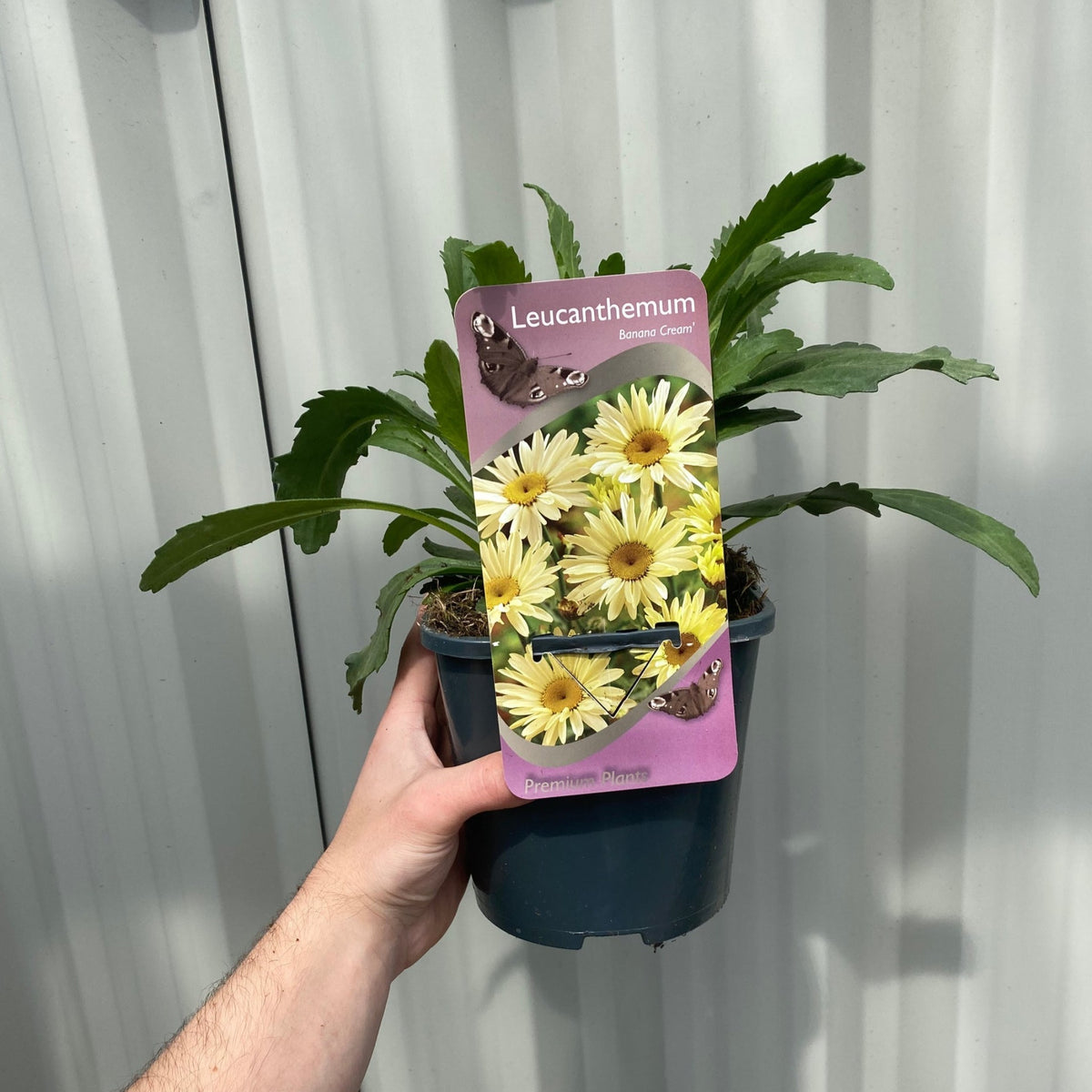 A hand holds a potted Leucanthemum &#39;Lacreme&#39; 2L, with green leaves and a label featuring yellow daisy-like perennial flowers and brown butterflies, set against a corrugated white wall.