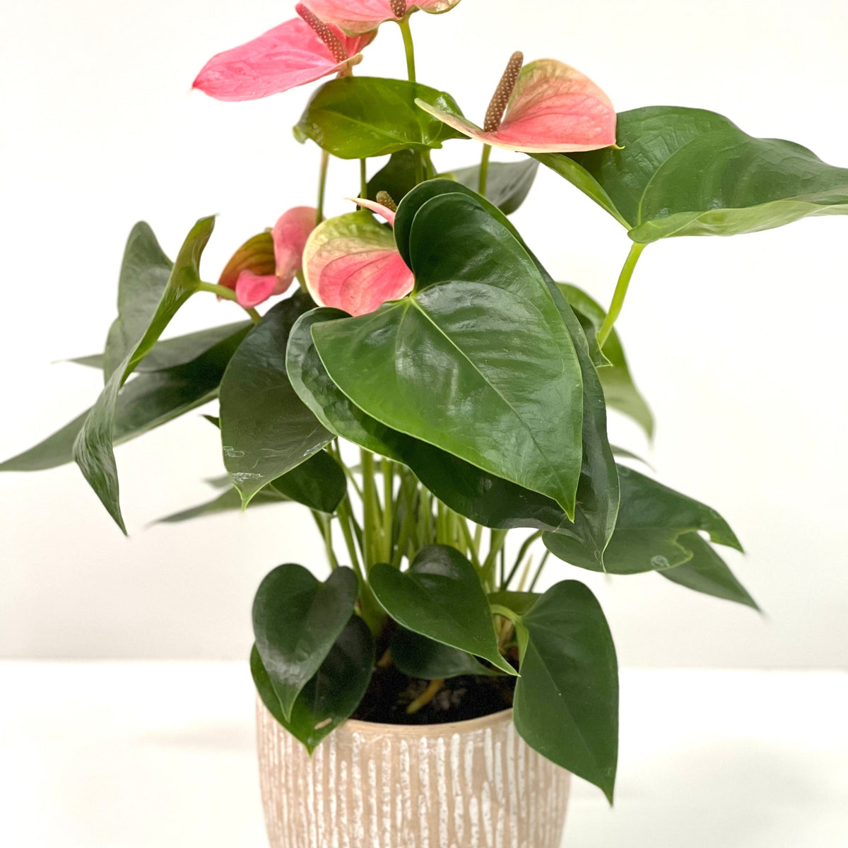 The Anthurium - Candy Floss Pink features large, glossy green leaves and heart-shaped light pink flowers, offering an everlasting bouquet effect. Presented in a pot against a plain white background.