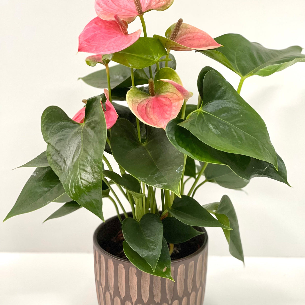 The Anthurium - Candy Floss Pink features glossy green leaves and heart-shaped light pink blooms—an ideal everlasting bouquet for any space, presented in a simple pot against a plain white background.