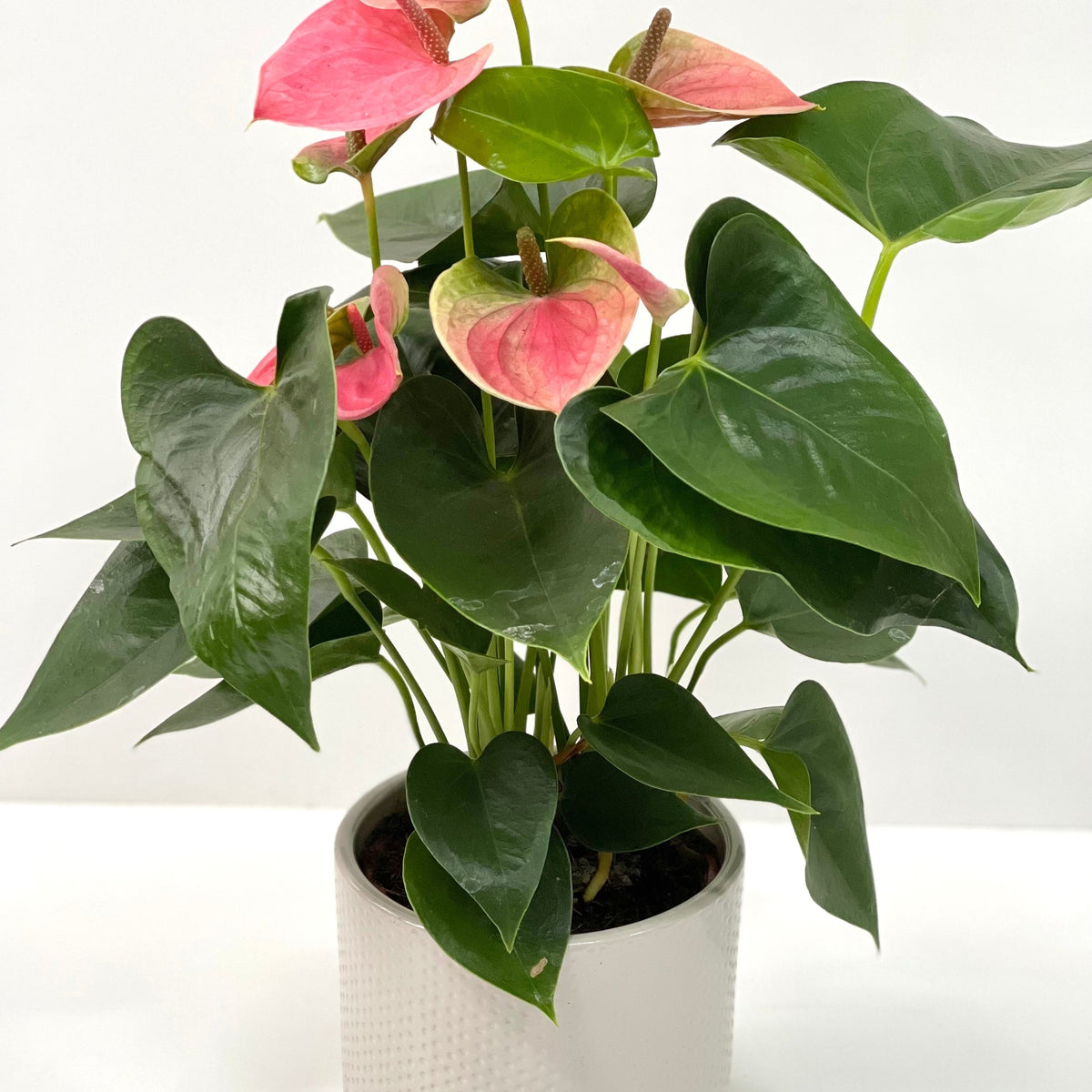 The Anthurium - Candy Floss Pink features glossy dark green leaves and several heart-shaped pink flowers, creating an everlasting bouquet, beautifully displayed against a plain white background.