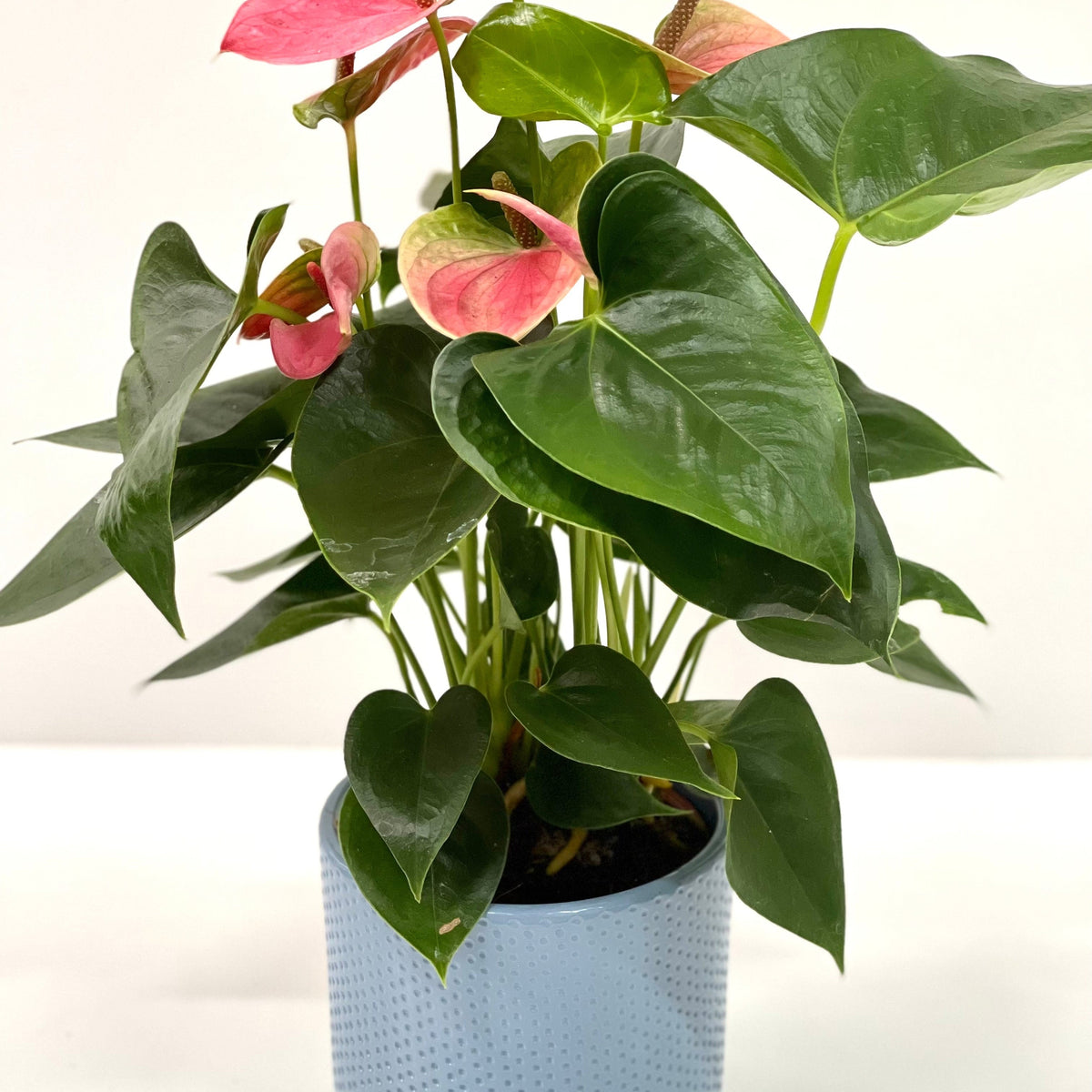 A green potted Anthurium - Candy Floss Pink house plant with glossy leaves and delicate pink flowers sits in a textured light blue pot against a plain white background.