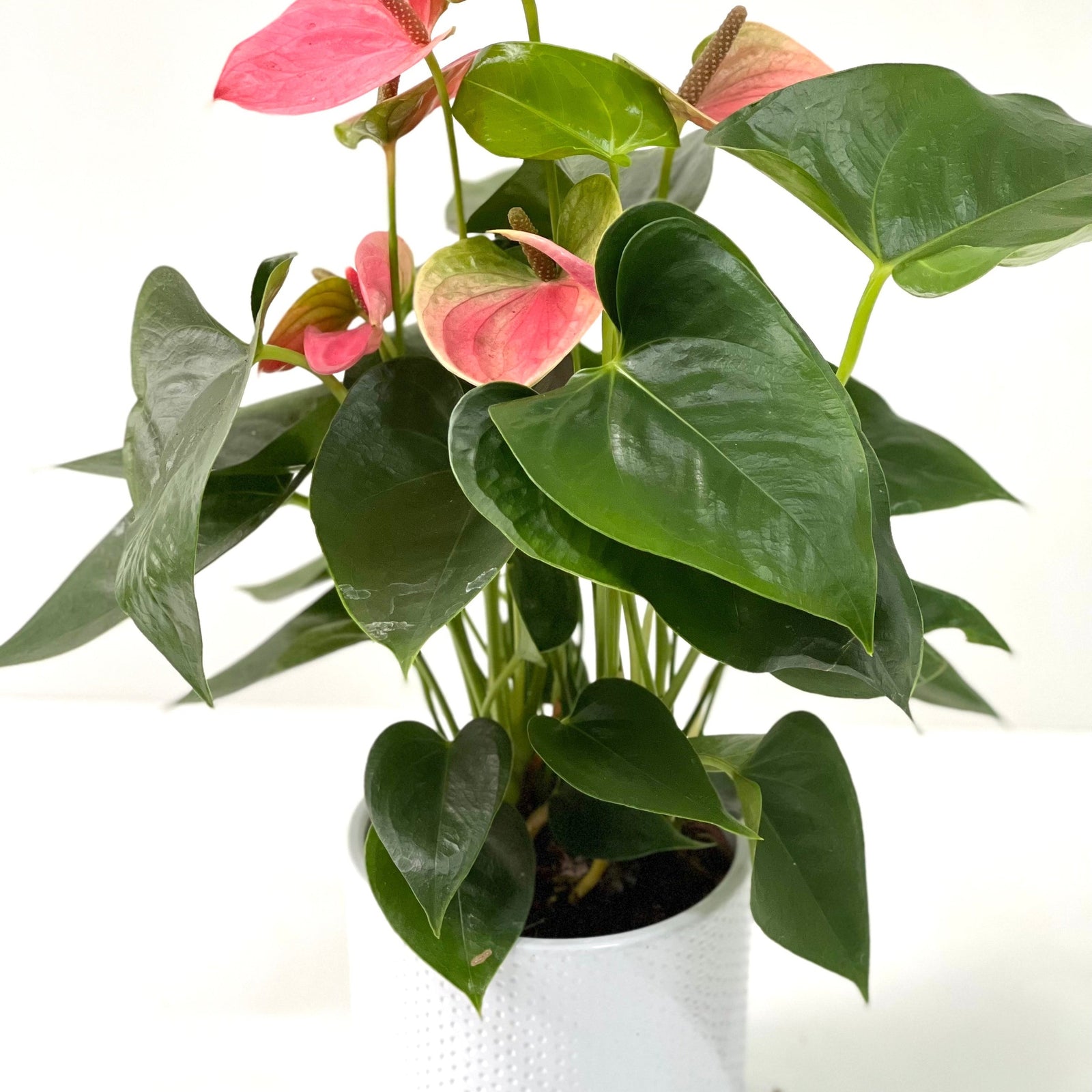 The Anthurium - Candy Floss Pink is a potted house plant with glossy green heart-shaped leaves and pink, waxy blooms—an everlasting bouquet for any space, perfect for adding elegance to your home décor.