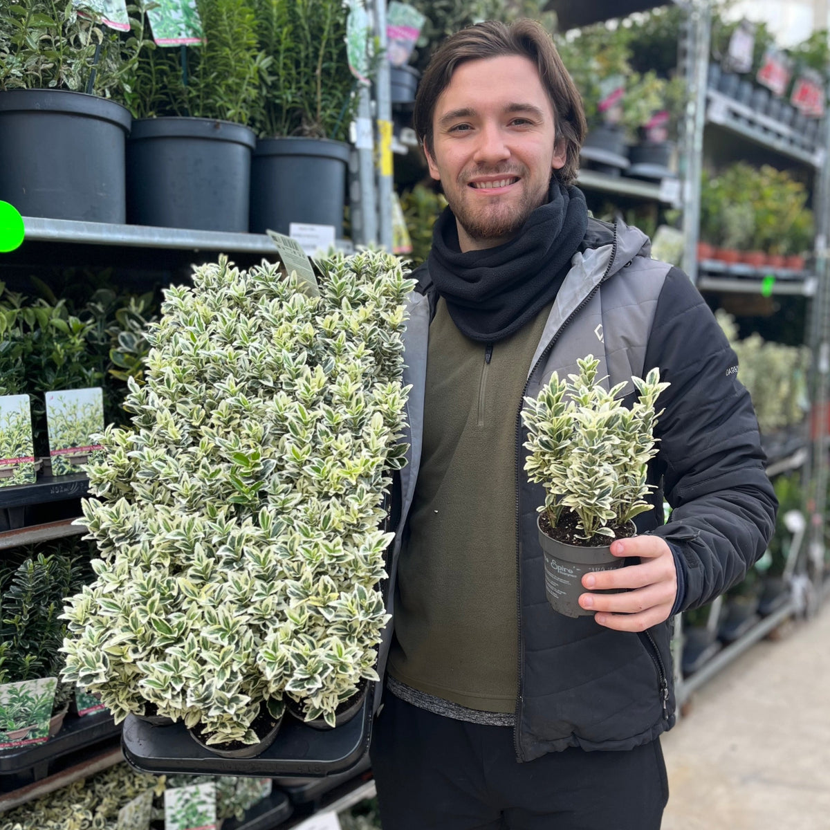 A smiling person stands in a plant nursery, holding a Euonymus japonicus &#39;White Spire&#39; 9cm-4L (Multibuy Offers Available) in one hand and a tray of matching evergreen shrubs, surrounded by shelves of potted greenery.