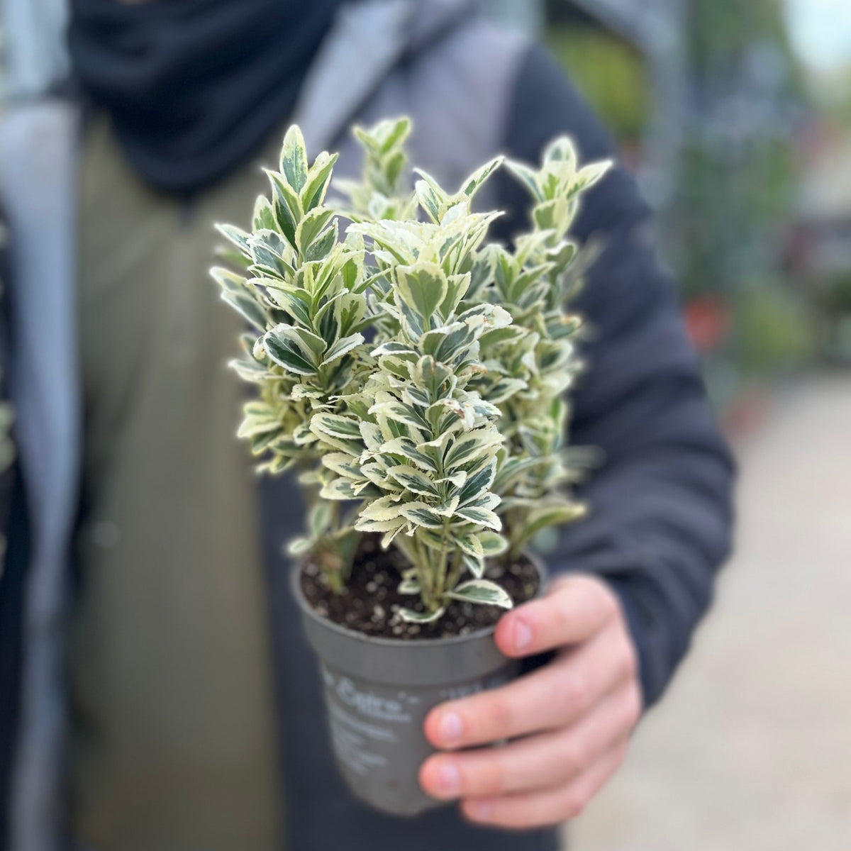 A person in a dark jacket and green shirt holds a Euonymus japonicus &#39;White Spire&#39; (9cm-4L), an evergreen shrub with green and white variegated leaves. The background is blurred, hinting at a garden center or outdoor setting. Multibuy offers available.