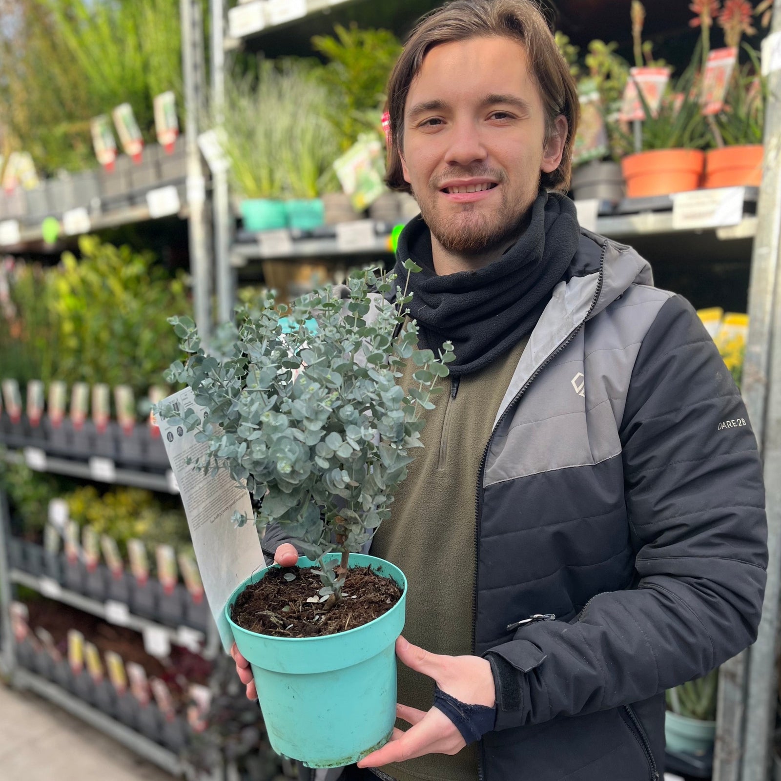 A person in a jacket and scarf smiles while holding a Eucalyptus gunnii Azura (2L Pot) at a garden center, surrounded by shelves of silver-blue foliage plants.