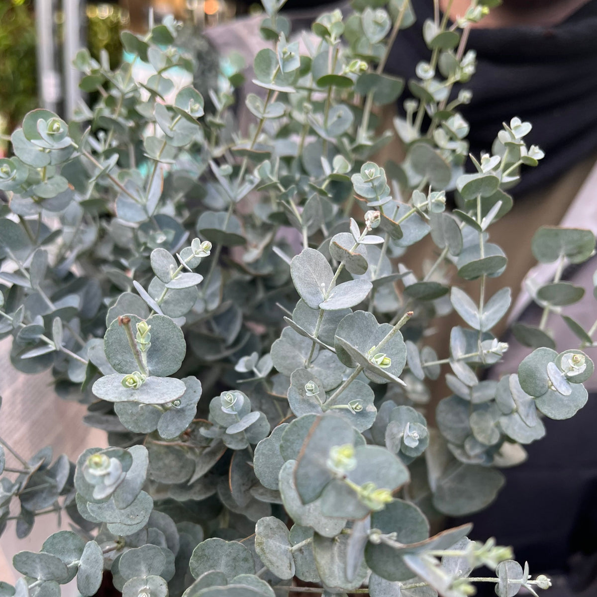 A close-up of Eucalyptus gunnii Azura (2L Pot) reveals its round, silver-blue leaves. The softly blurred background features lush greenery and a person in a black scarf with a light jacket.