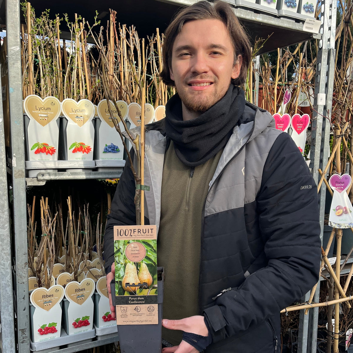 A smiling person in a black and gray jacket holds a Dwarf Patio Pear Tree &#39;Conference&#39; (Pyrus communis) 2/4L in a pot, standing in front of shelves filled with assorted potted fruit plants at a garden center.