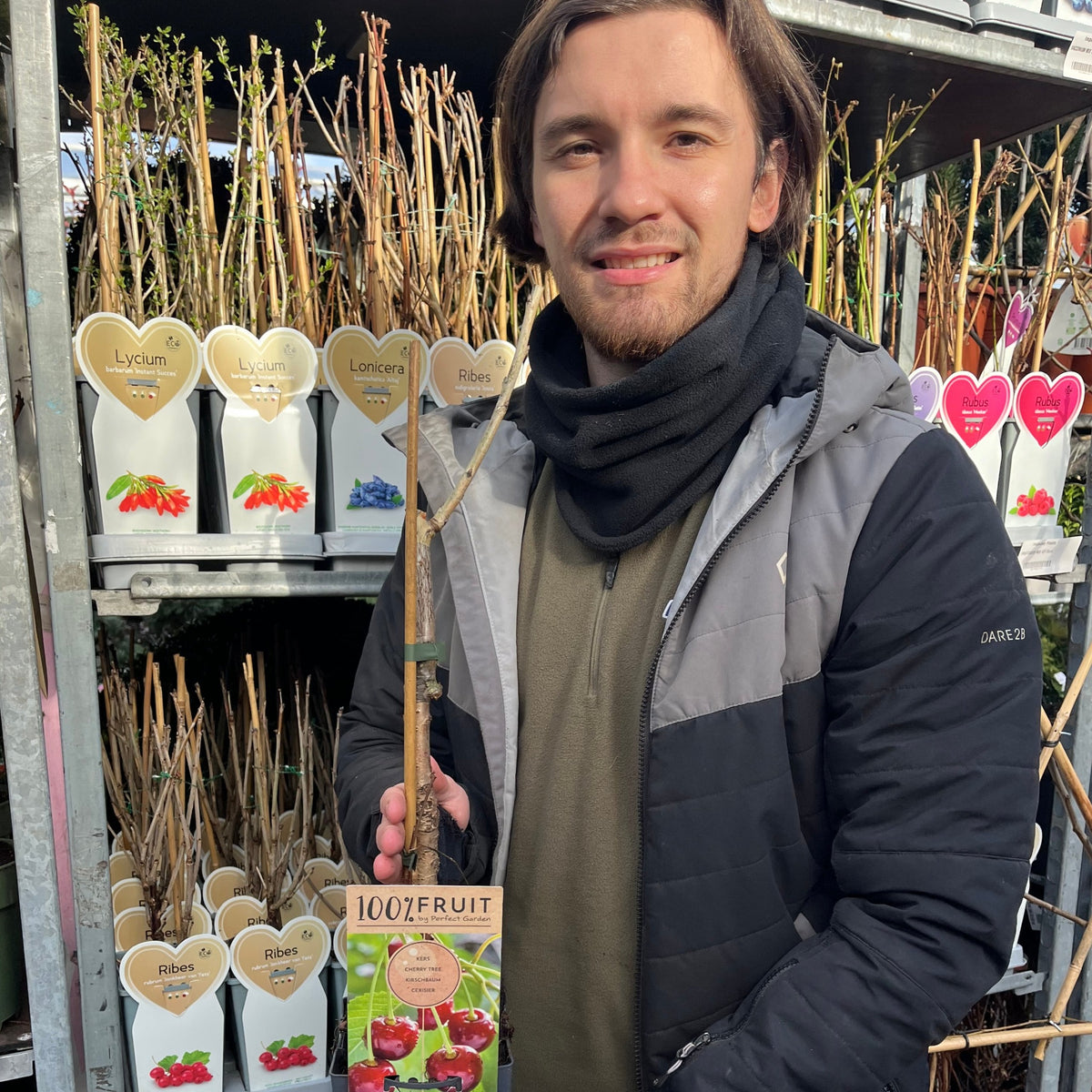 A bearded person with brown hair smiles while holding a young Dwarf Patio Cherry Tree &#39;Regina&#39; in a nursery. Behind them, shelves display potted plants with heart-shaped labels and a tag showing cherries—ideal for balconies.