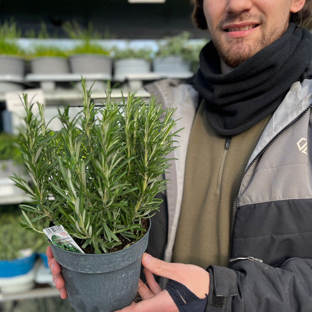 A person in a scarf and jacket holds a Rosemary officinalis (8cm/1.5L) plant at a garden center, surrounded by shelves filled with other potted plants.