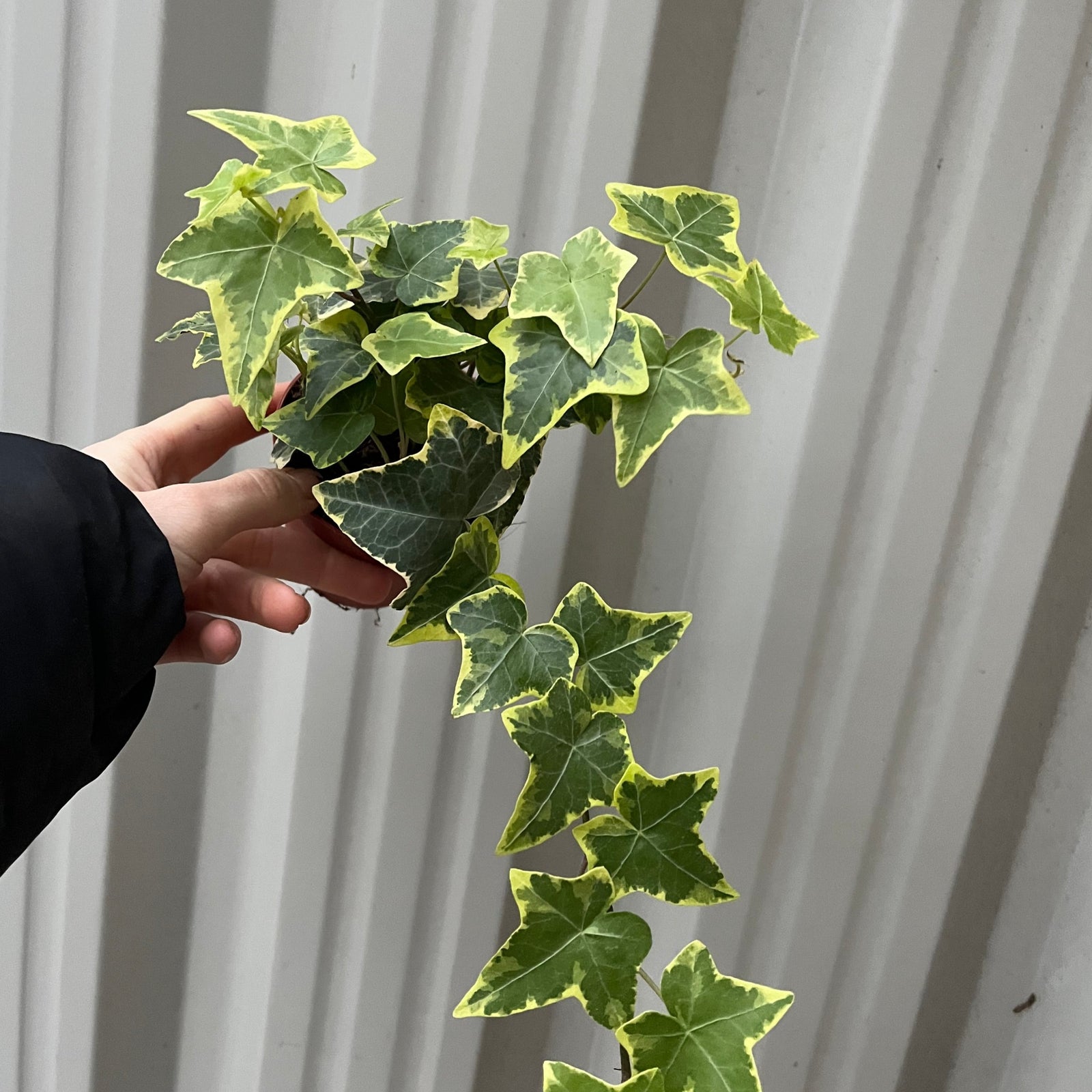 Hedera Helix - Trailing Variegated Ivy (9cm/14cm Pots)
