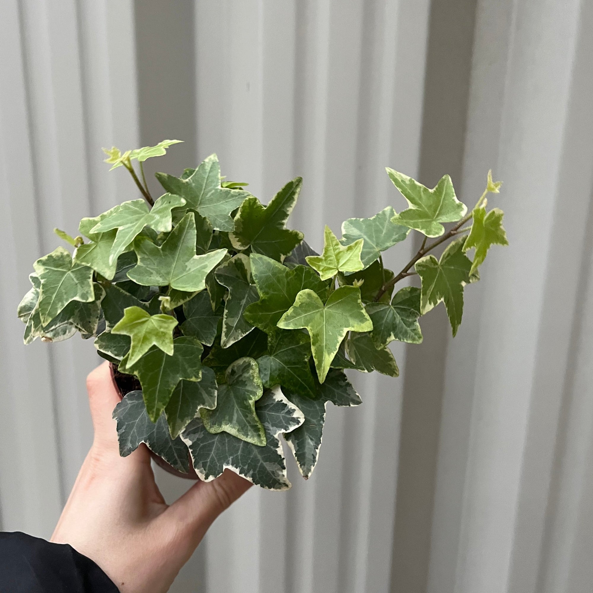 Hedera Helix - Trailing Variegated Ivy (9cm/14cm Pots)