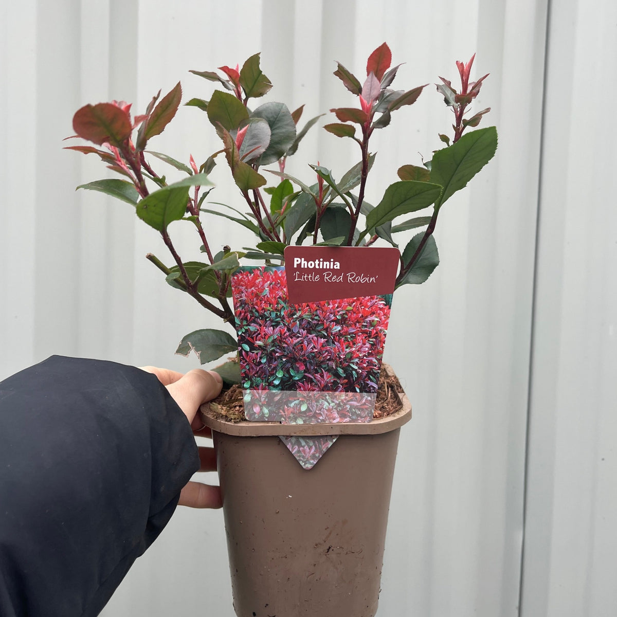 Photinia &#39;Little Red Robin&#39; 9cm -  5L