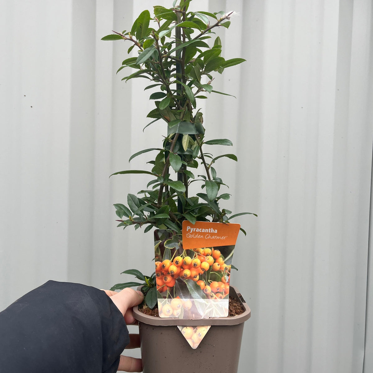 A hand holds a Pyracantha coccinea &#39;Golden Charmer&#39; 1L, an evergreen Firethorn shrub with green leaves; its orange label displays clusters of bright orange berries. The background features a light gray corrugated wall.