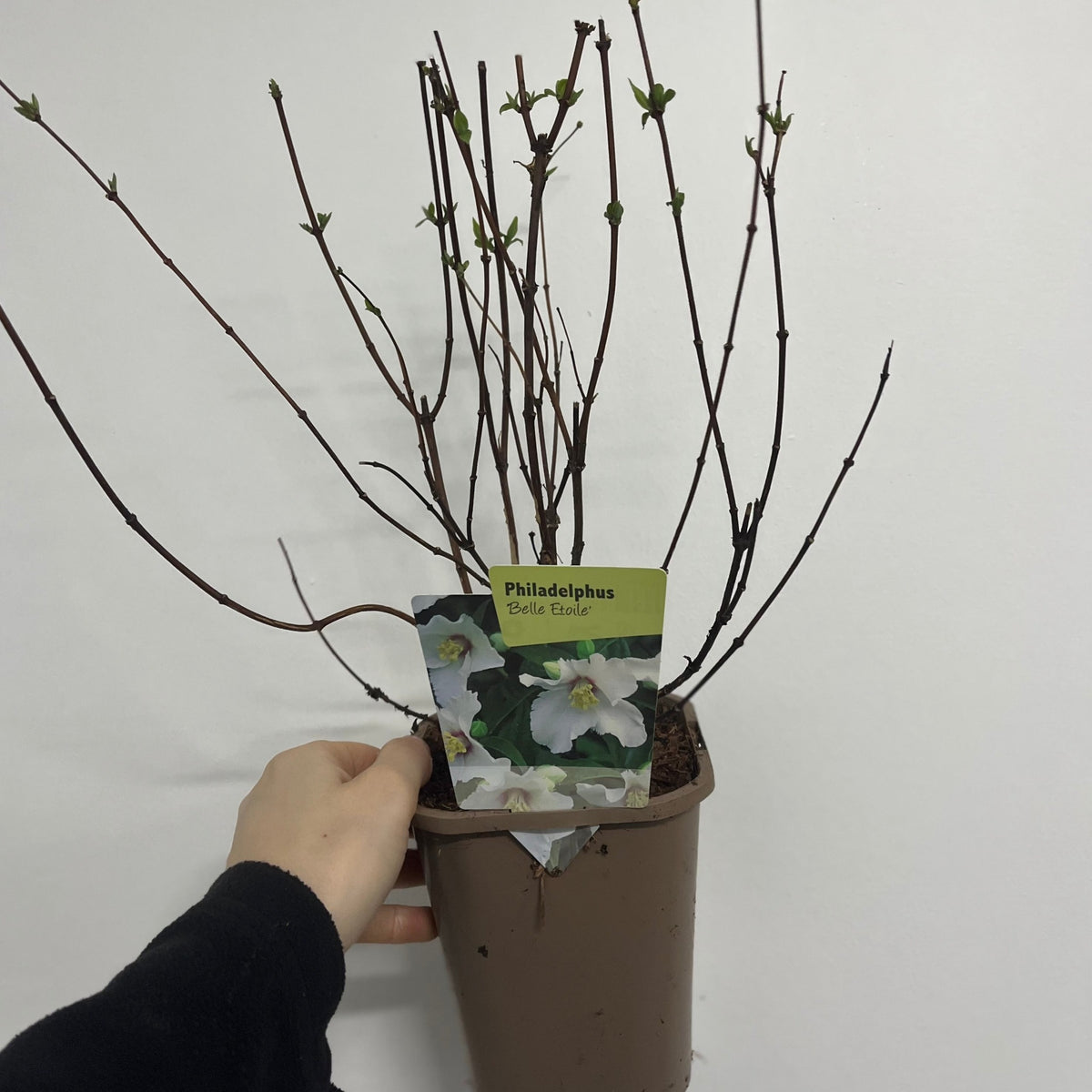 Philadelphus &#39;Belle Etoile&#39; 9cm/ 1L / 2L / 4L