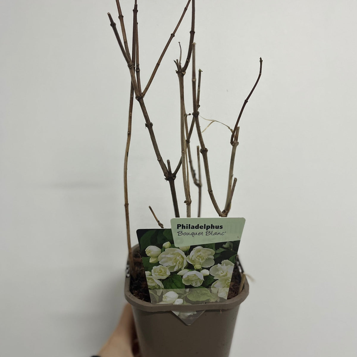 A hand holds a Philadelphus &#39;Bouquet Blanc&#39; 1L potted shrub, bare-branched with a label showing its signature white blooms, against a plain white background.