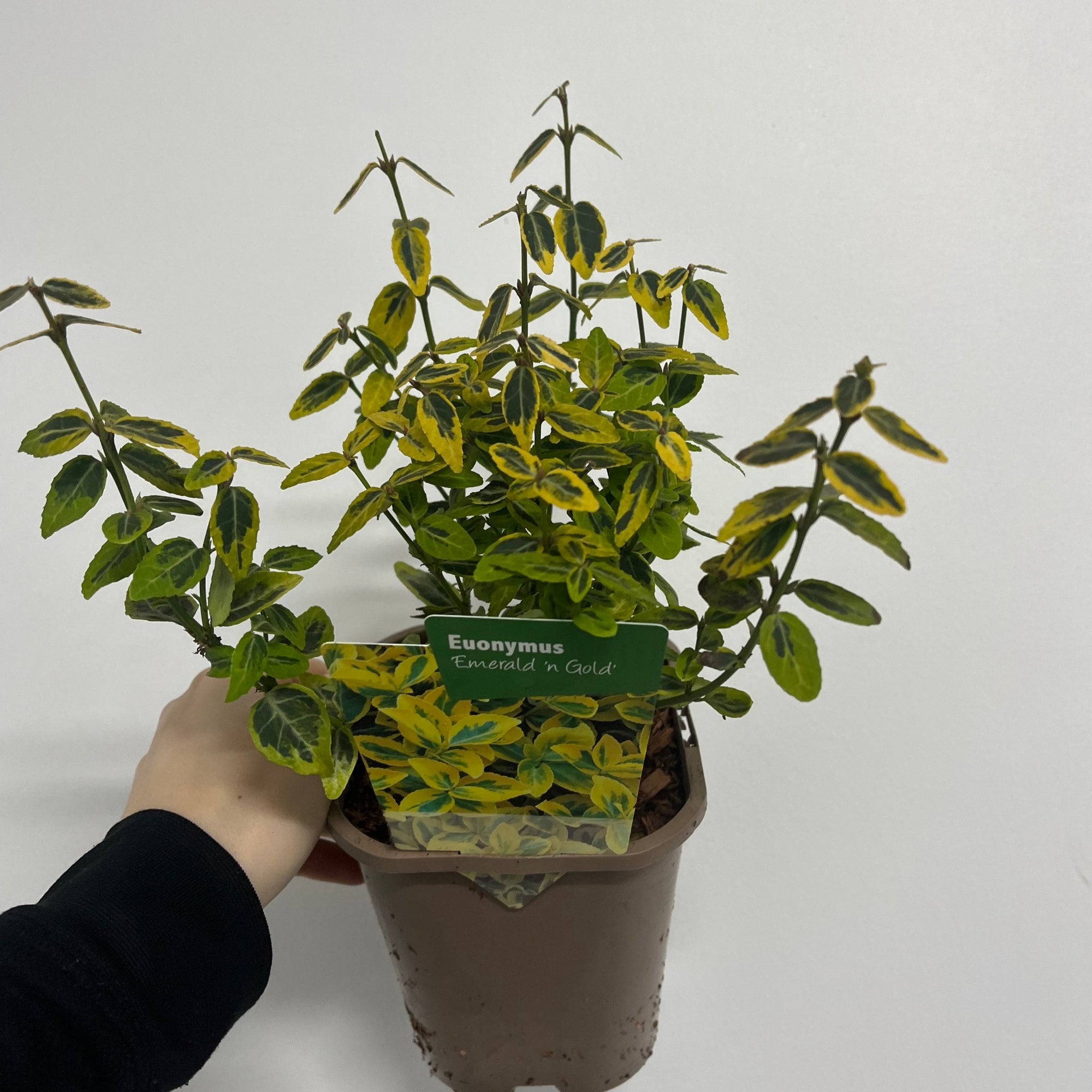 Euonymus fortunei 'Emerald n Gold'  1L