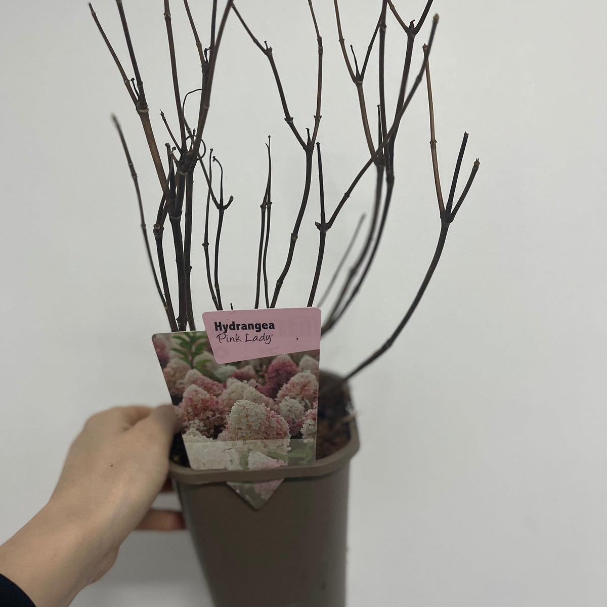 A hand holds a brown pot with Hydrangea paniculata &#39;Pink Lady&#39; (1L/1.5L), a deciduous shrub shown leafless, with a label and an image of blooming pink flowers, all set against a plain white background.