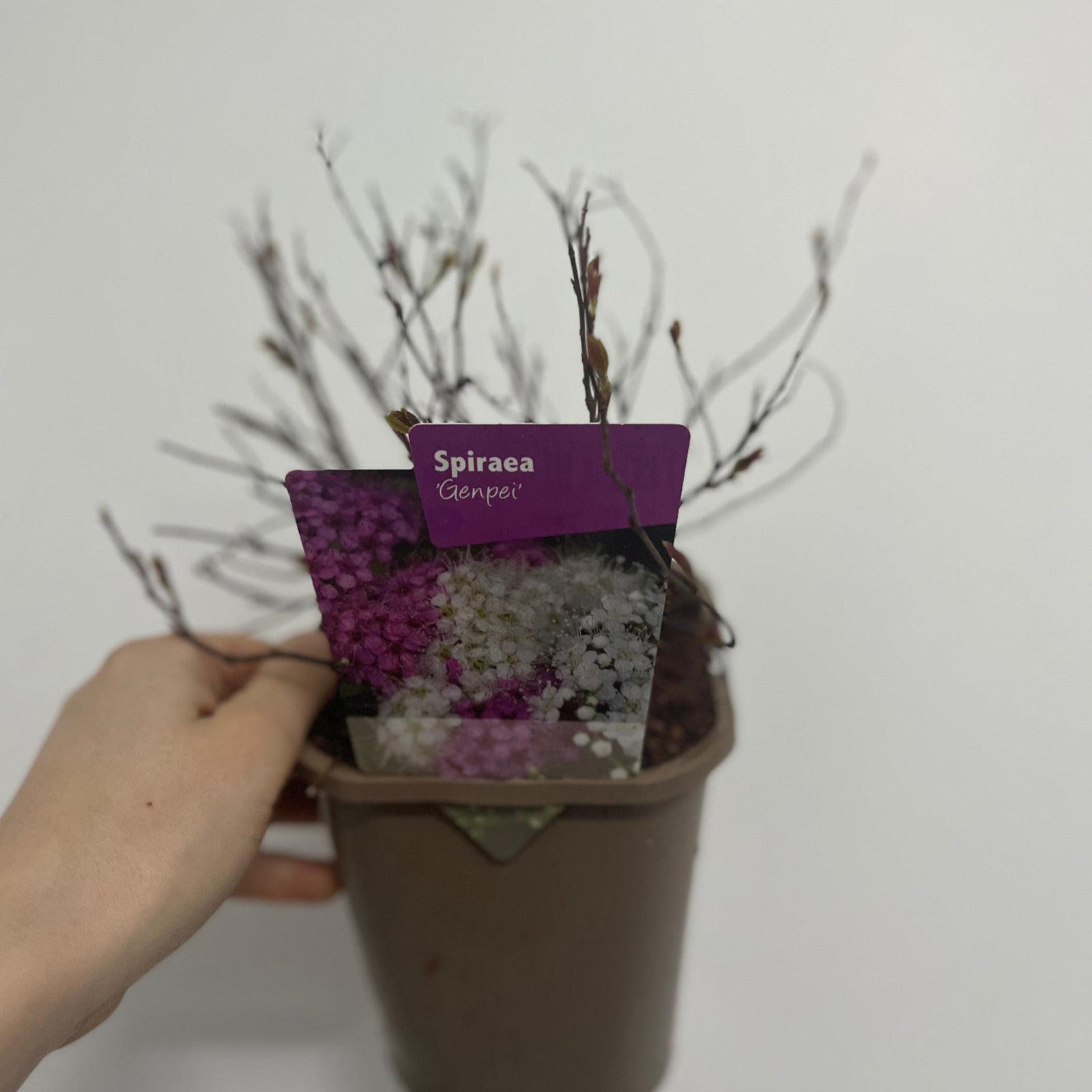 A cluster of Spiraea japonica 'Genpei' 1L shrubs bloom in white and pink, with Hulda Klager Lilac Gardens in the background, highlighting this low-maintenance, deciduous shrub at its peak.