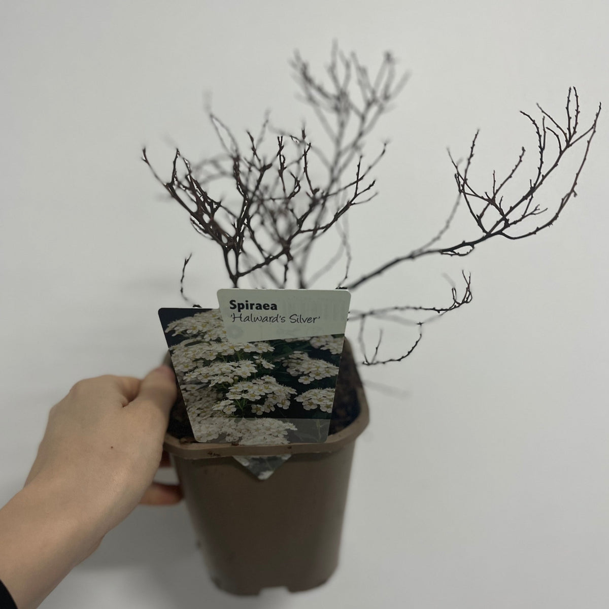 Spiraea japonica &#39;Halward&#39;s Silver&#39; 1L
