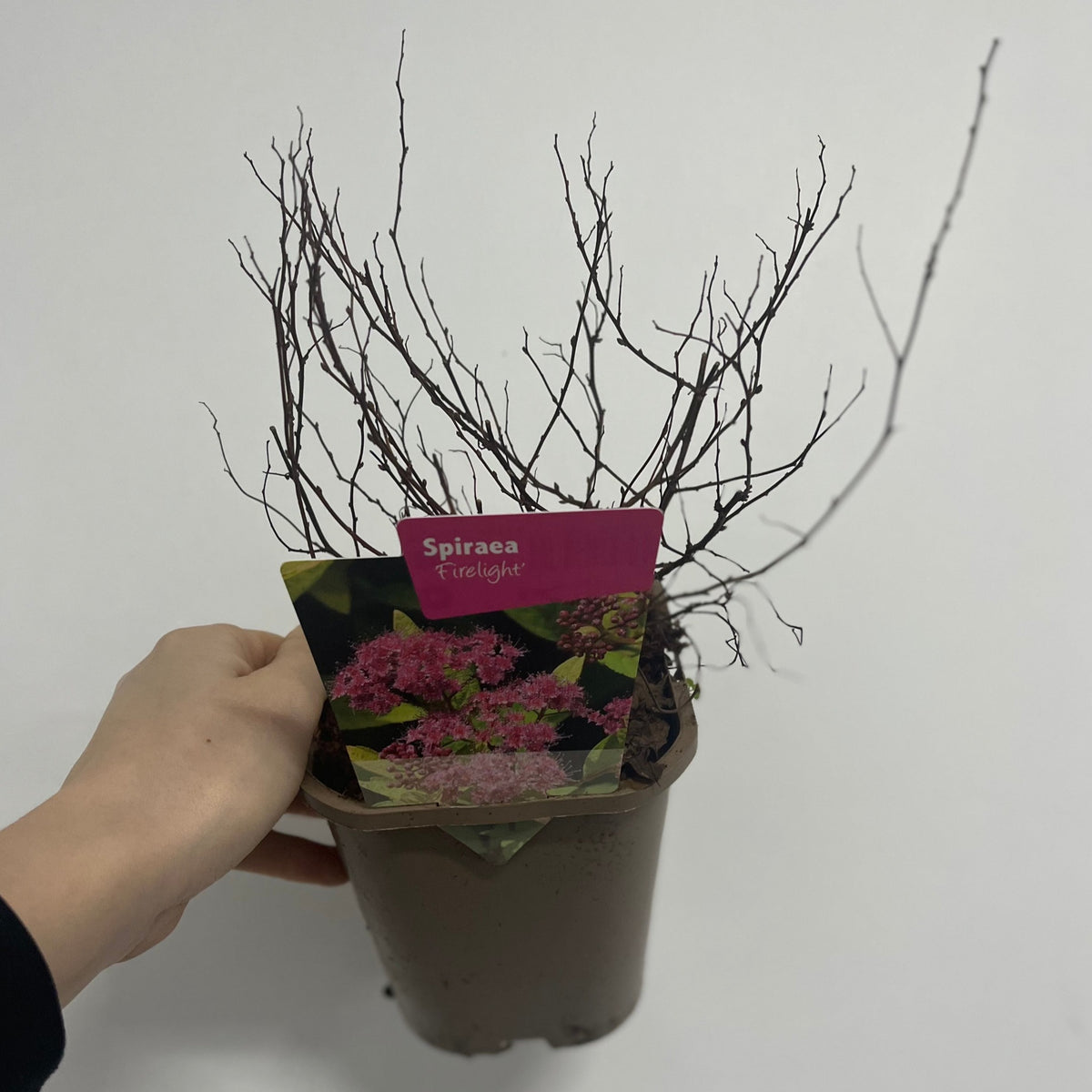 Spiraea japonica &#39;Manon&#39; 1L