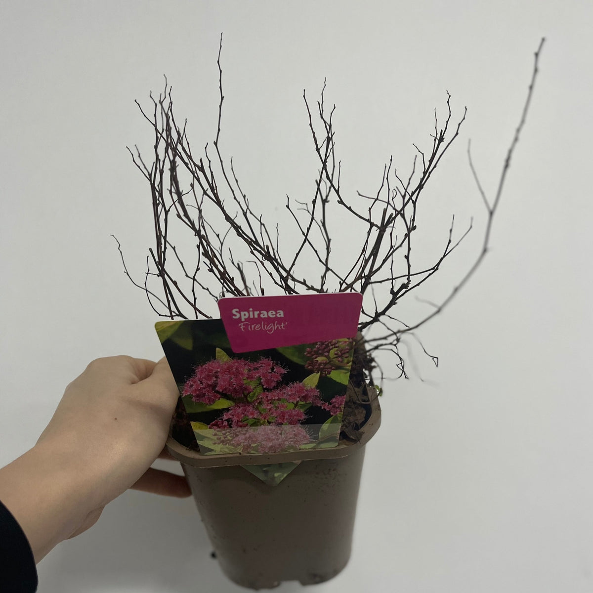 Spiraea japonica &#39;Firelight&#39; 9cm / 1L / 2L