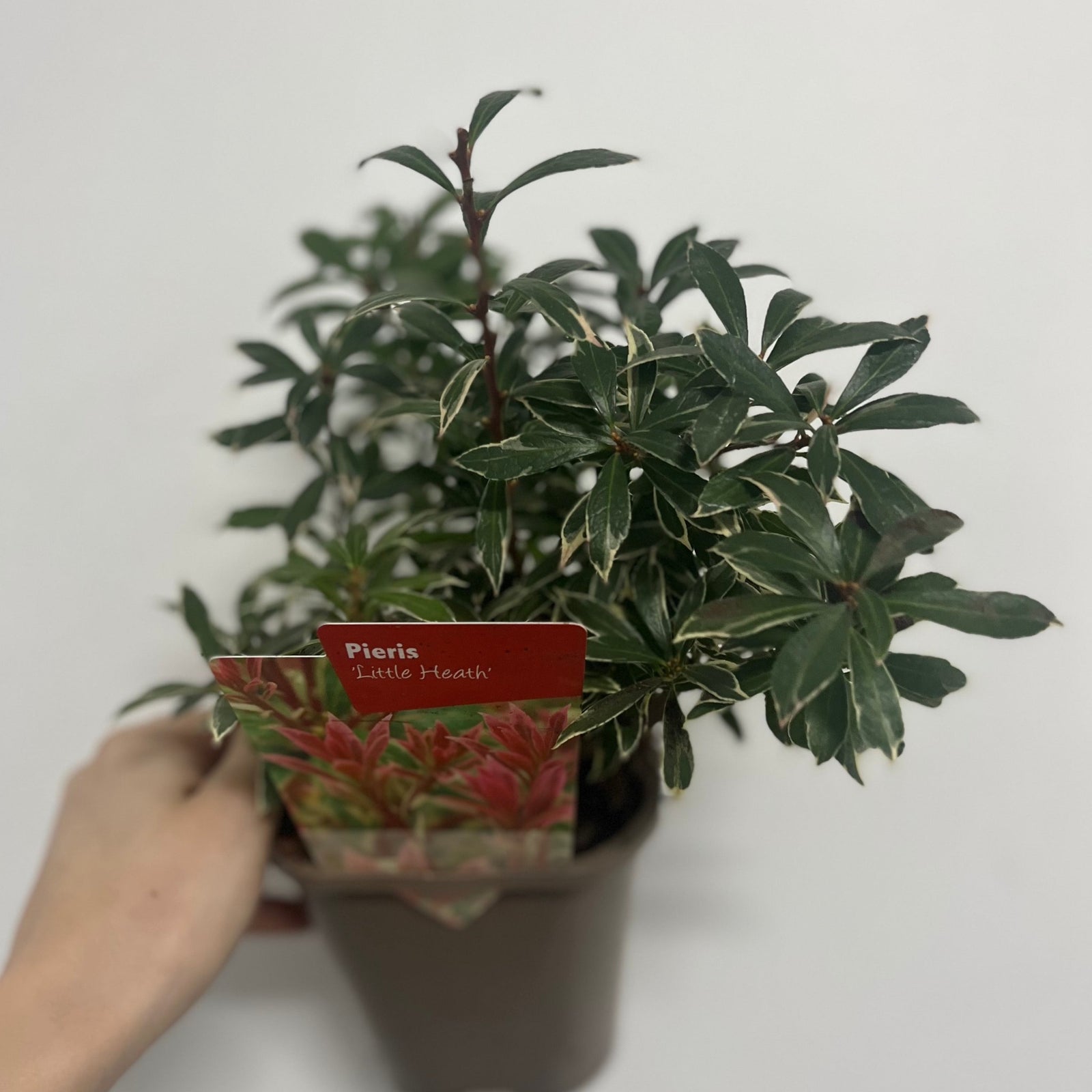 Close-up of Pieris japonica Little Heath’s glossy green leaves with white edges, densely clustered on this low maintenance evergreen shrub. Its vibrant foliage thrives in sunlight, making it ideal for containers. Available in 9cm, 1L, and 2L pots.