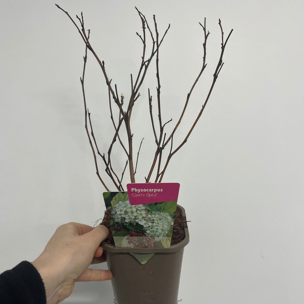 A hand holds a 1L Physocarpus opulifolius &#39;Dart&#39;s Gold&#39; pot, labeled with white flowers and the plant name, against a plain white wall.