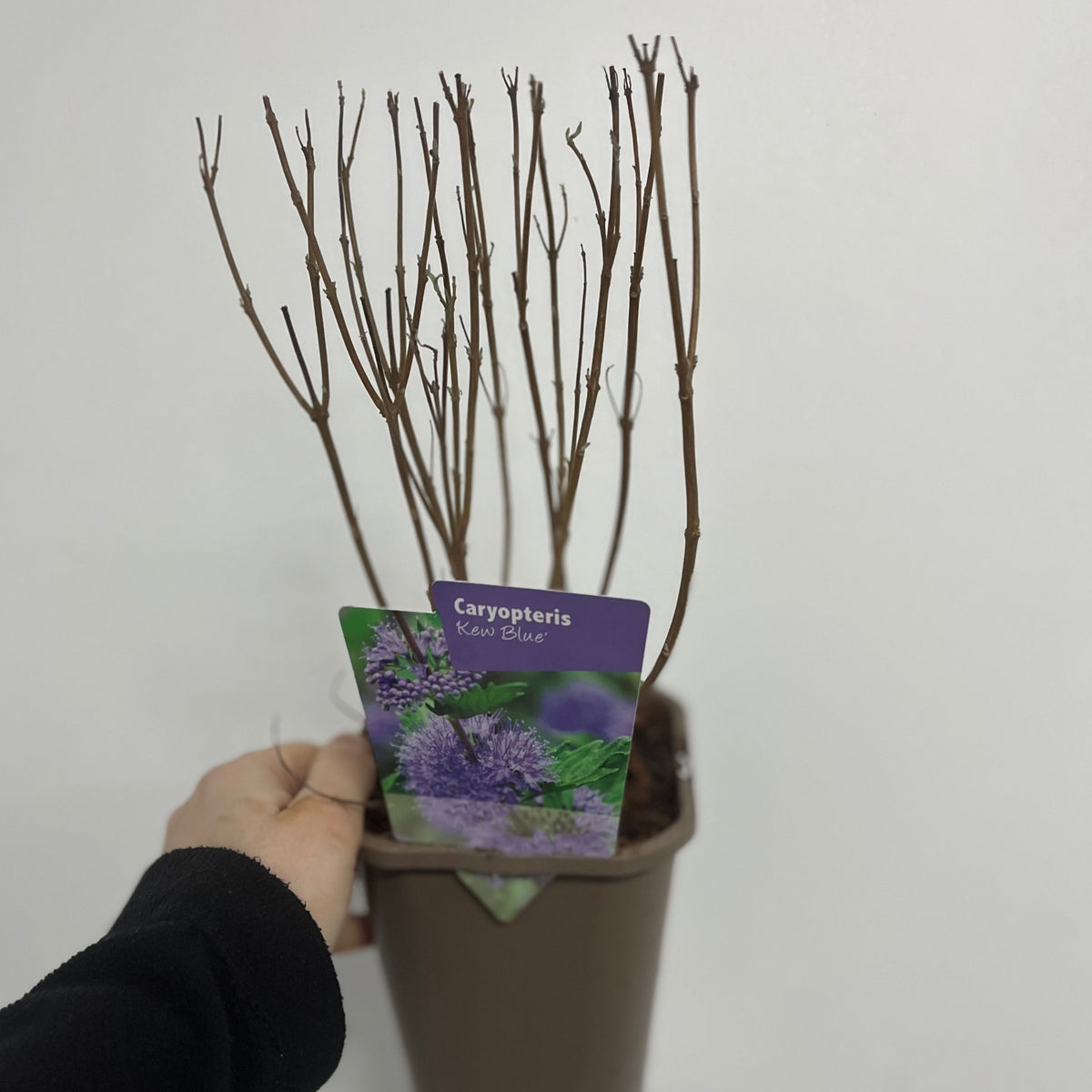 Caryopteris x clandoensis &#39;Kew Blue&#39; 1L
