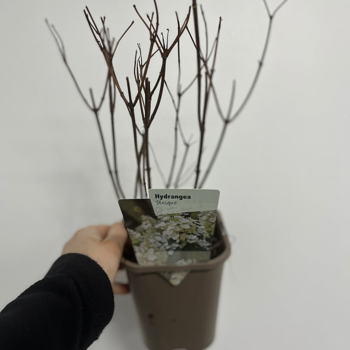 Hydrangea paniculata &#39;Unique&#39; 1L (30-40cm inc pot)