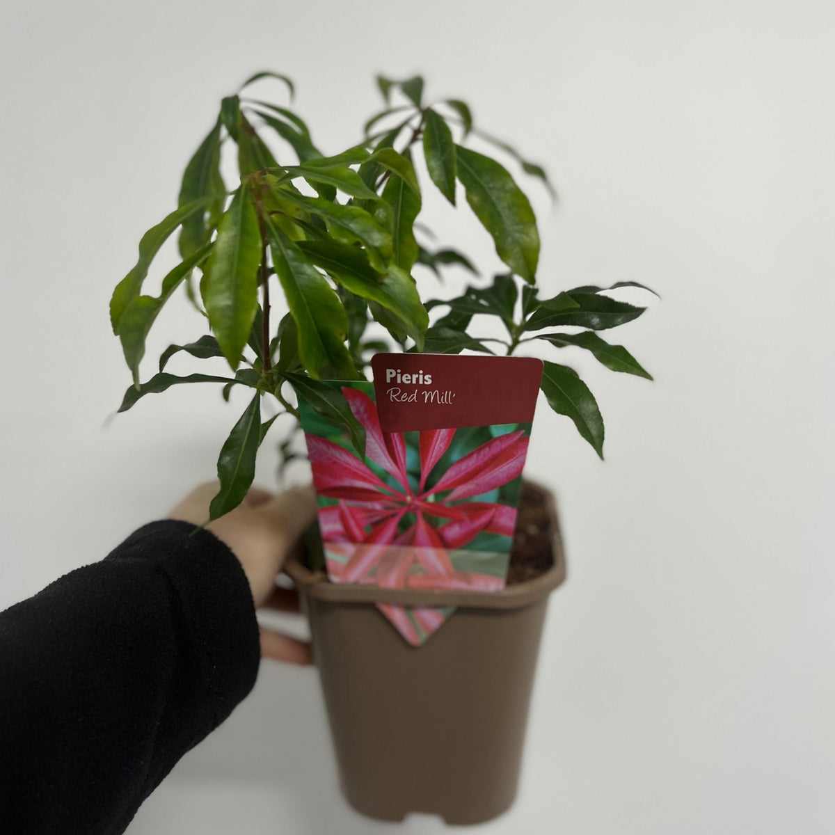 A hand holds a small potted evergreen shrub with long, narrow green leaves. A label on the pot reads &quot;Pieris japonica &#39;Red Mill&#39; 1L&quot; against a colorful background. The overall backdrop is plain white.