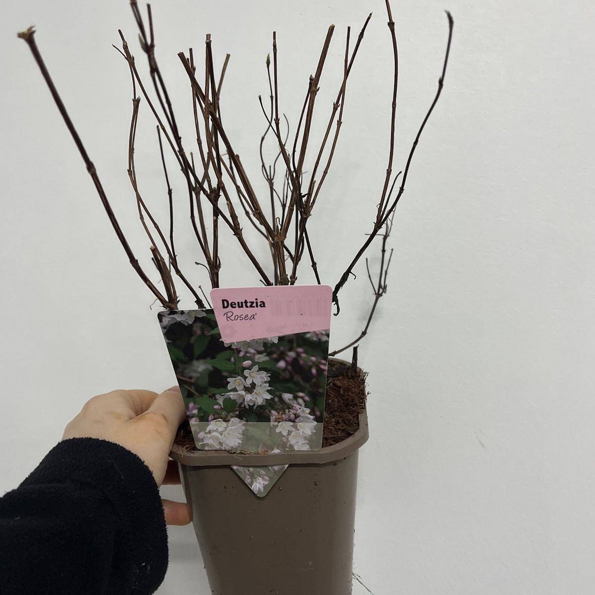 A hand holds a Deutzia &#39;Rosea&#39; 1L pot, featuring bare branches that promise beautiful white and pink blooms in spring. The shrub is displayed against a plain white background, ready to brighten any garden.