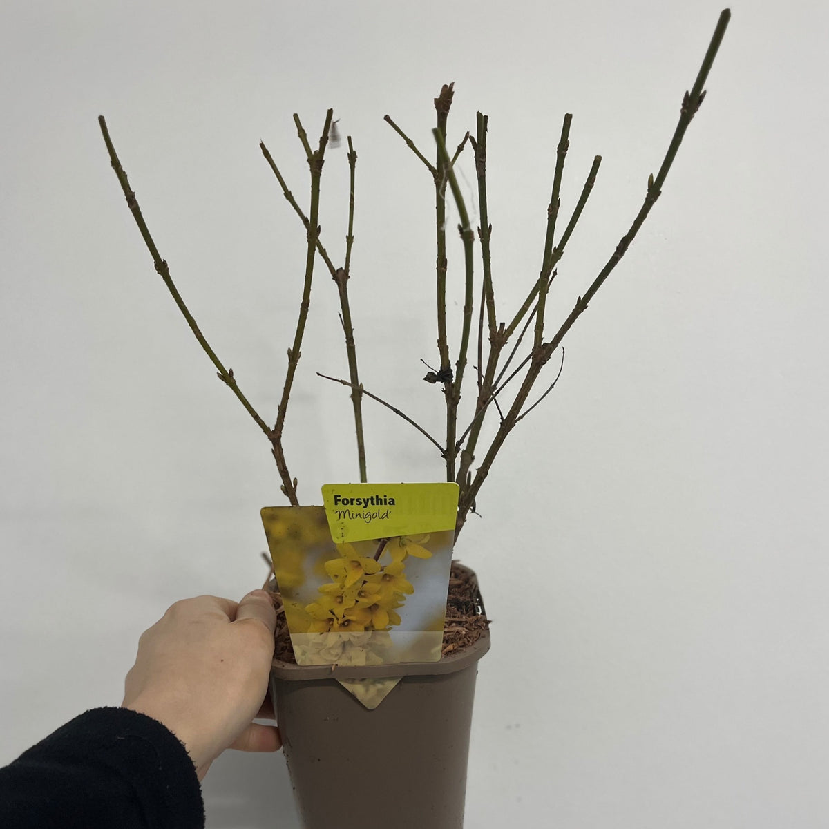 Forsythia x intermedia &#39;Minigold&#39; 1L/2L