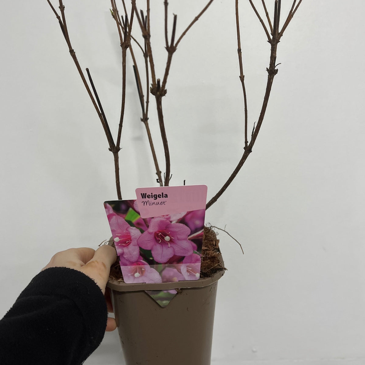A hand holds a brown plant pot labeled &quot;Weigela &#39;Minuet&#39; 1L / 2L&quot; with an image of pink bell-shaped flowers, against a plain white wall. The pot contains leafless branches.