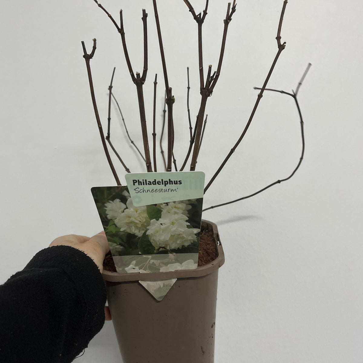 Philadelphus &#39;Schneesturm&#39; 1L