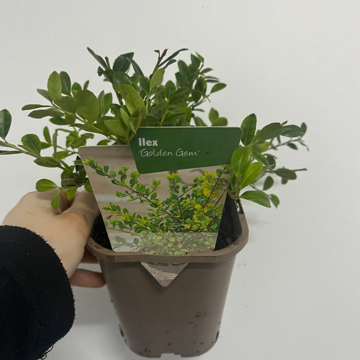 Ilex crenata &#39;Golden Gem&#39; | Japanese Holly 1L