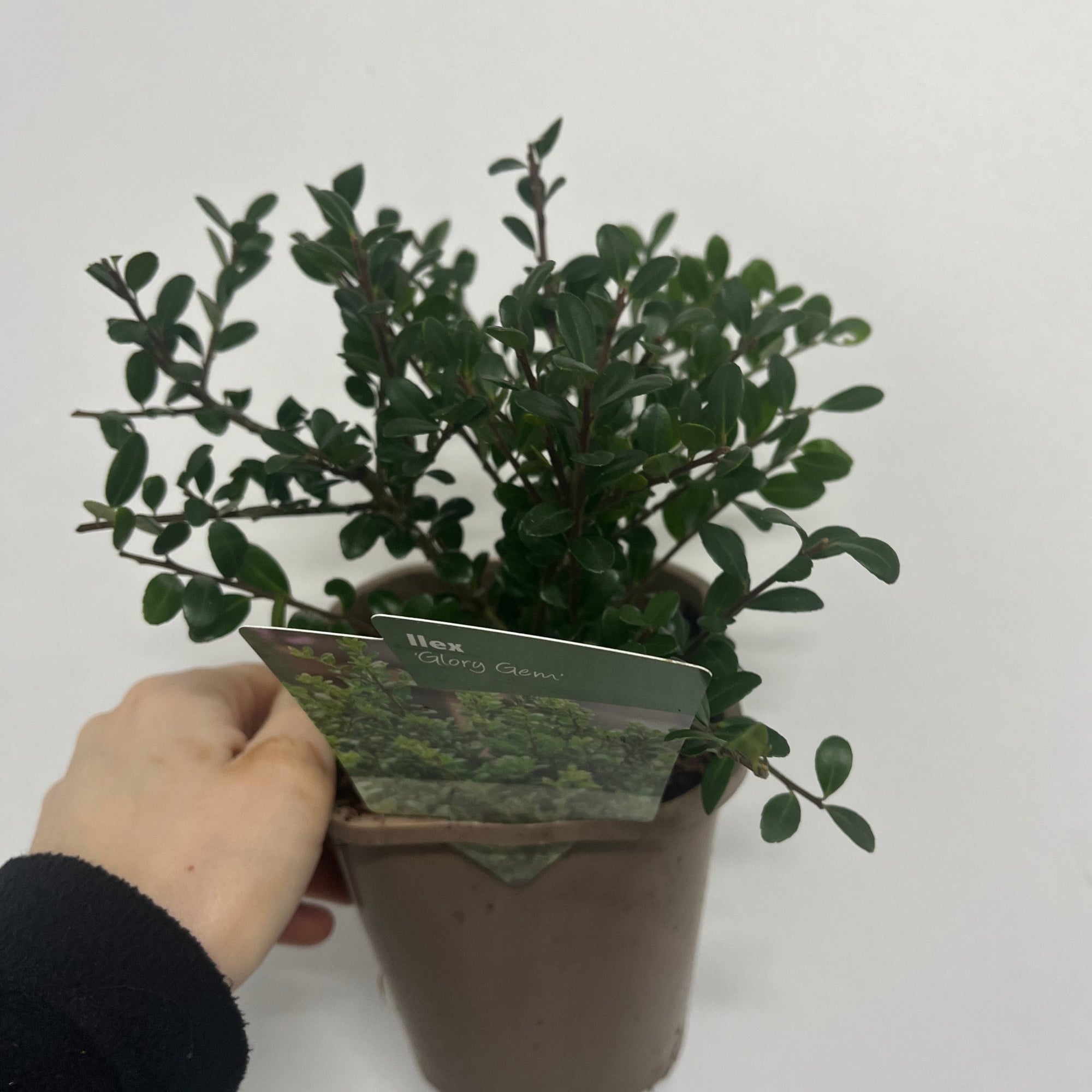 Ilex crenata 'Glory Gem' | Japanese Holly 1L