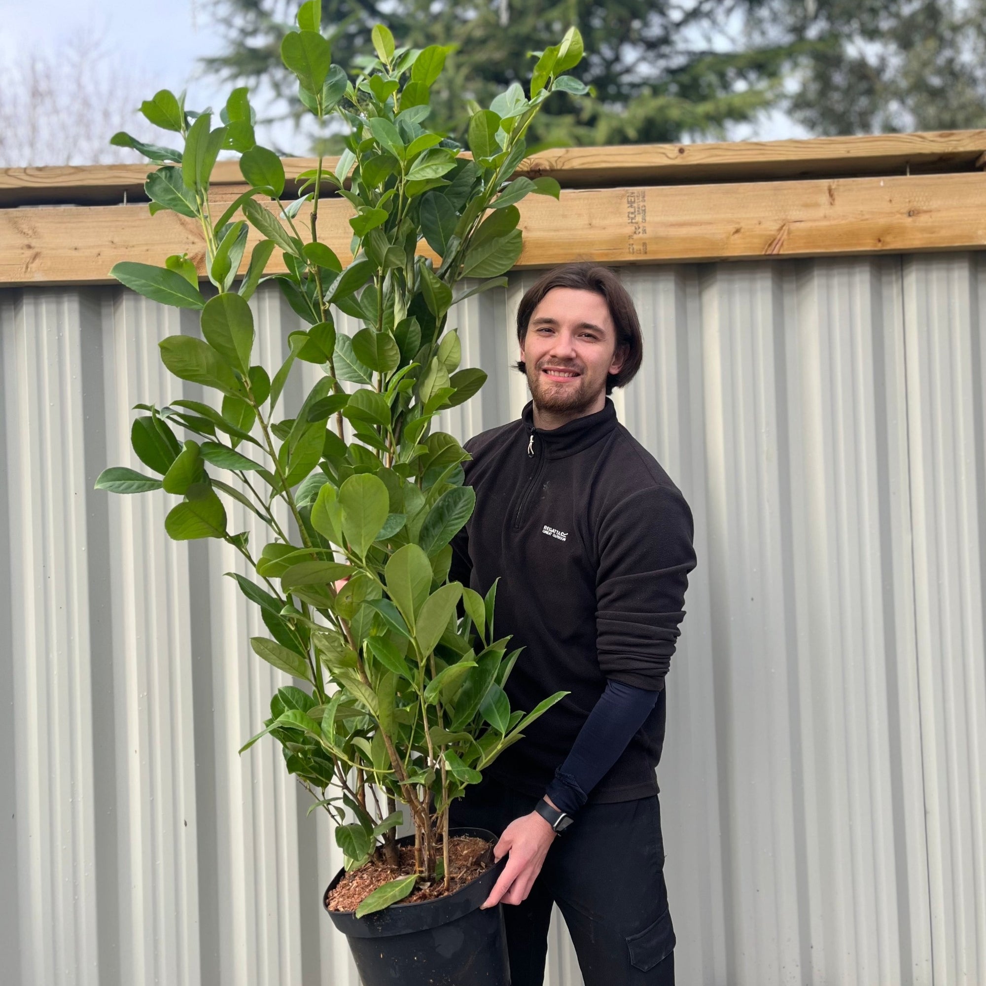 5ft (130-150cm) Potted Cherry Laurel Hedge Plants (Multi-Buy Offers Available)