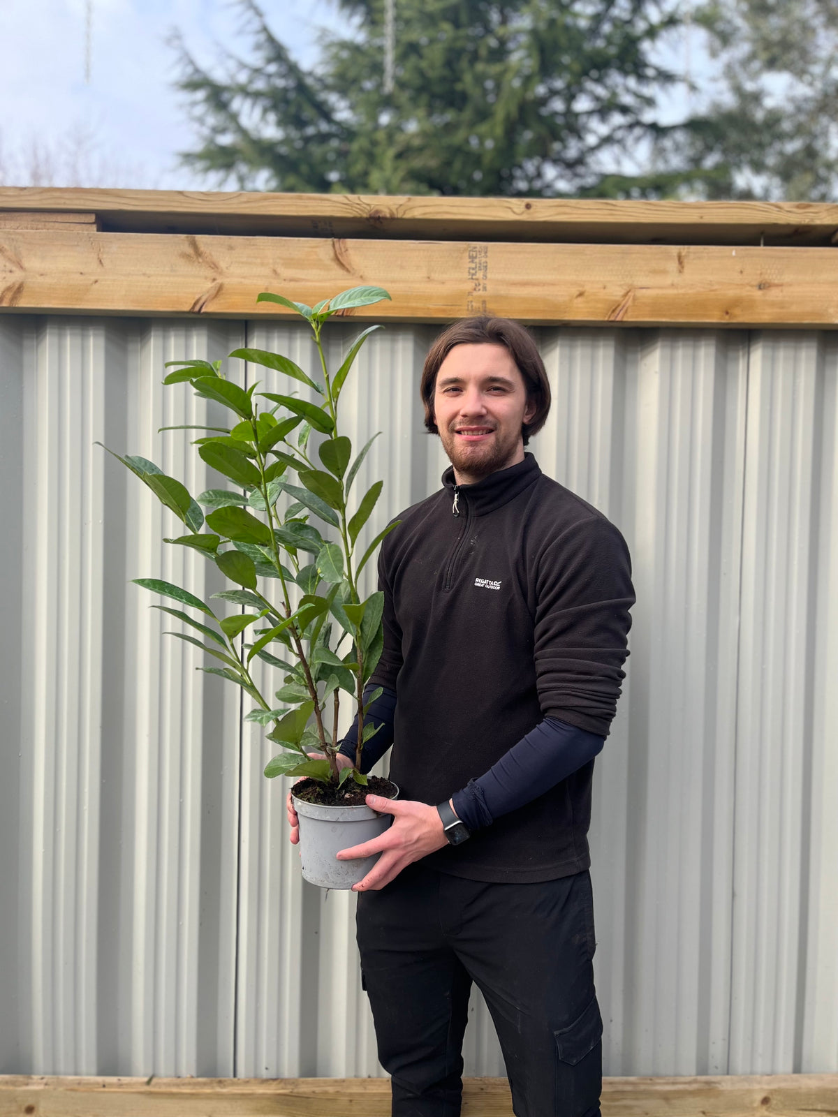 2-3ft (60-90cm) Potted Cherry Laurel Hedge Plants (Multibuy Offers Available)